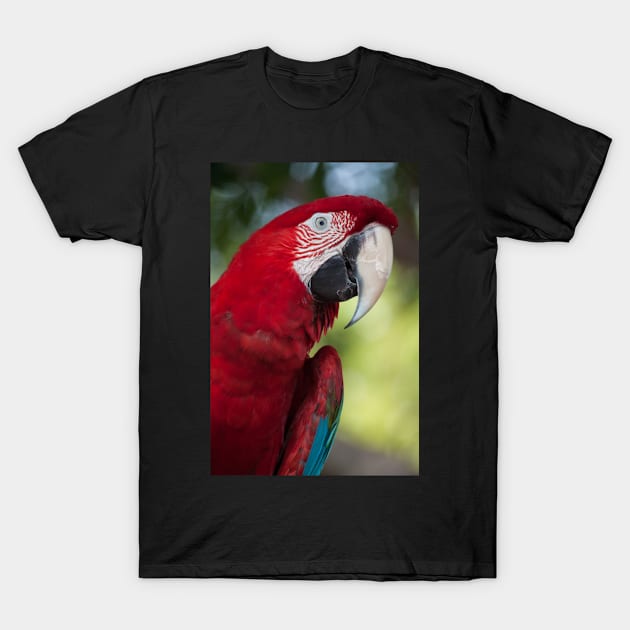 Scarlet Macaw T-Shirt by Jacquelie